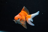 Ryukin Long Tail Red White 4.5 Inch (ID#1210Ry7b-14) Free2Day SHIPPING