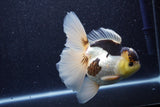 Thai Oranda  Panda 5.5 Inch (ID#1022To6c-115)