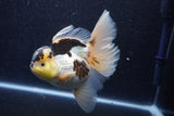 Thai Oranda  Panda 5.5 Inch (ID#1022To6c-115)