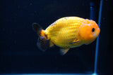 Ranchu  Red Black 3.5 Inch (ID#1115R5c-108) Free2Day SHIPPING