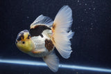 Thai Oranda  Panda 5.5 Inch (ID#1022To6c-115)