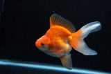 Ryukin Long Tail Red White 4.5 Inch (ID#1210Ry7b-14) Free2Day SHIPPING