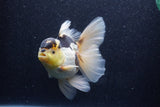 Thai Oranda  Panda 5.5 Inch (ID#1022To6c-115)