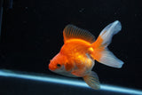 Ryukin Long Tail Red White 4.5 Inch (ID#1210Ry7b-14) Free2Day SHIPPING