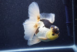 Thai Oranda  Panda 5.5 Inch (ID#1022To6c-115)