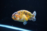 Ranchu  Calico 3.5 Inch (ID#1115R5c-109) Free2Day SHIPPING