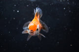 Baby Thai Oranda  Tricolor 2.5 Inch (ID#411TPTA-79) Free2Day SHIPPING
