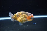 Ranchu  Calico 3.5 Inch (ID#1115R5c-109) Free2Day SHIPPING