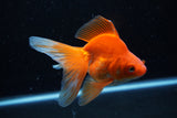 Ryukin Long Tail Red White 5 Inch (ID#1210Ry7b-15) Free2Day SHIPPING