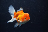 Juvenile Thai Oranda  Red White 4 Inch (ID#311T13b-63) Free2Day SHIPPING