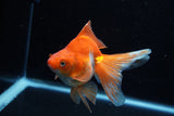 Ryukin Long Tail Red White 5 Inch (ID#1210Ry7b-15) Free2Day SHIPPING