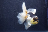 Thai Oranda  Panda 5.5 Inch (ID#1022To6c-115)