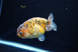 Ranchu  Calico 3.5 Inch (ID#1115R5c-109) Free2Day SHIPPING