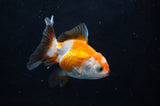 Baby Thai Oranda  Tricolor 2.5 Inch (ID#411TPTA-79) Free2Day SHIPPING