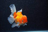 Juvenile Thai Oranda  Red White 4 Inch (ID#311T13b-63) Free2Day SHIPPING