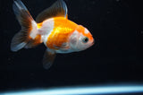 Baby Thai Oranda  Tricolor 2.5 Inch (ID#411TPTA-79) Free2Day SHIPPING