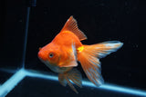 Ryukin Long Tail Red White 5 Inch (ID#1210Ry7b-15) Free2Day SHIPPING