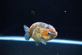 Ranchu  Calico 3.5 Inch (ID#1115R5c-109) Free2Day SHIPPING