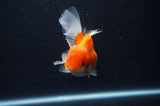 Juvenile Thai Oranda  Red White 4 Inch (ID#311T13b-63) Free2Day SHIPPING