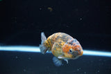 Ranchu  Calico 3.5 Inch (ID#1115R5c-109) Free2Day SHIPPING