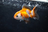Baby Thai Oranda  Tricolor 2.5 Inch (ID#411TPTA-79) Free2Day SHIPPING