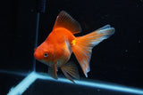 Ryukin Long Tail Red White 5 Inch (ID#1210Ry7b-15) Free2Day SHIPPING