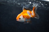 Baby Thai Oranda  Tricolor 2.5 Inch (ID#411TPTA-79) Free2Day SHIPPING