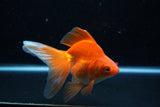 Ryukin Long Tail Red White 5 Inch (ID#1210Ry7b-15) Free2Day SHIPPING