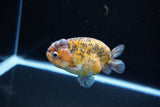 Ranchu  Calico 3.5 Inch (ID#1115R5c-109) Free2Day SHIPPING