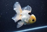 Thai Oranda  Panda 5 Inch (ID#1022To6c-116)