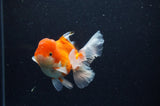 Juvenile Thai Oranda  Red White 4 Inch (ID#311T13b-63) Free2Day SHIPPING