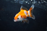 Baby Thai Oranda  Tricolor 2.5 Inch (ID#411TPTA-79) Free2Day SHIPPING
