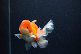 Juvenile Thai Oranda  Red White 4 Inch (ID#311T13b-63) Free2Day SHIPPING