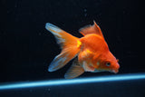 Ryukin Long Tail Red White 5 Inch (ID#1210Ry7b-15) Free2Day SHIPPING