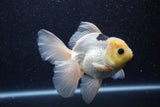 Thai Oranda  Panda 5 Inch (ID#1022To6c-116)