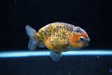 Ranchu  Calico 3.5 Inch (ID#1115R5c-109) Free2Day SHIPPING