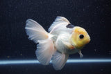 Thai Oranda  Panda 5 Inch (ID#1022To6b-116)