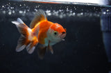 Baby Thai Oranda  Tricolor 2.5 Inch (ID#411TPTA-79) Free2Day SHIPPING