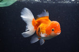 Juvenile Thai Oranda  Red White 4 Inch (ID#311T13b-63) Free2Day SHIPPING