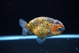 Ranchu  Calico 3.5 Inch (ID#1115R5c-109) Free2Day SHIPPING