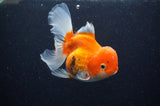 Juvenile Thai Oranda  Red White 4 Inch (ID#311T13b-63) Free2Day SHIPPING