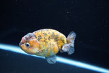 Ranchu  Calico 3.5 Inch (ID#1115R5c-109) Free2Day SHIPPING