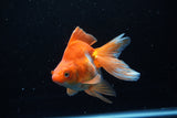 Ryukin Long Tail Red White 5 Inch (ID#1210Ry7b-15) Free2Day SHIPPING