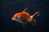 Baby Thai Oranda  Tricolor 2.5 Inch (ID#411TPTA-79) Free2Day SHIPPING