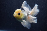 Thai Oranda  Panda 5 Inch (ID#1022To6b-116)