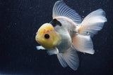 Thai Oranda  Panda 5 Inch (ID#1022To6c-116)