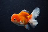 Juvenile Thai Oranda  Red White 4 Inch (ID#311T13b-63) Free2Day SHIPPING