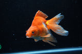 Ryukin Long Tail Red White 5 Inch (ID#1210Ry7b-15) Free2Day SHIPPING