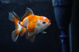 Baby Thai Oranda  Tricolor 2.5 Inch (ID#411TPTA-79) Free2Day SHIPPING