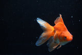 Ryukin Long Tail Red White 5 Inch (ID#1210Ry7b-15) Free2Day SHIPPING